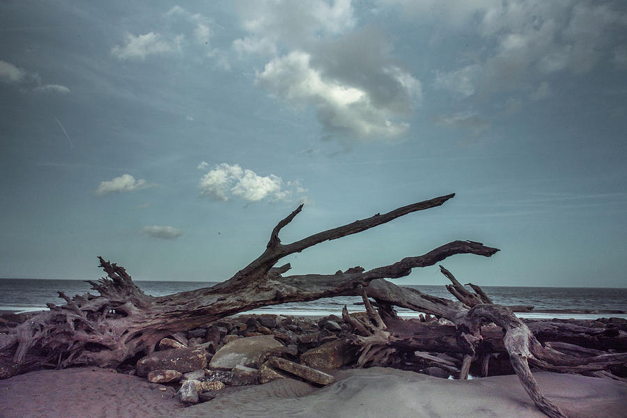Driftwood on the beach Photograph by Roni Chastain
