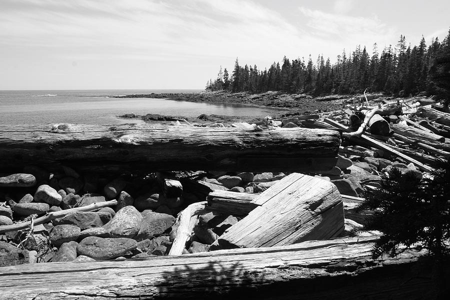 Driftwood on the East Side of Isle au Haut Photograph by Polly Castor