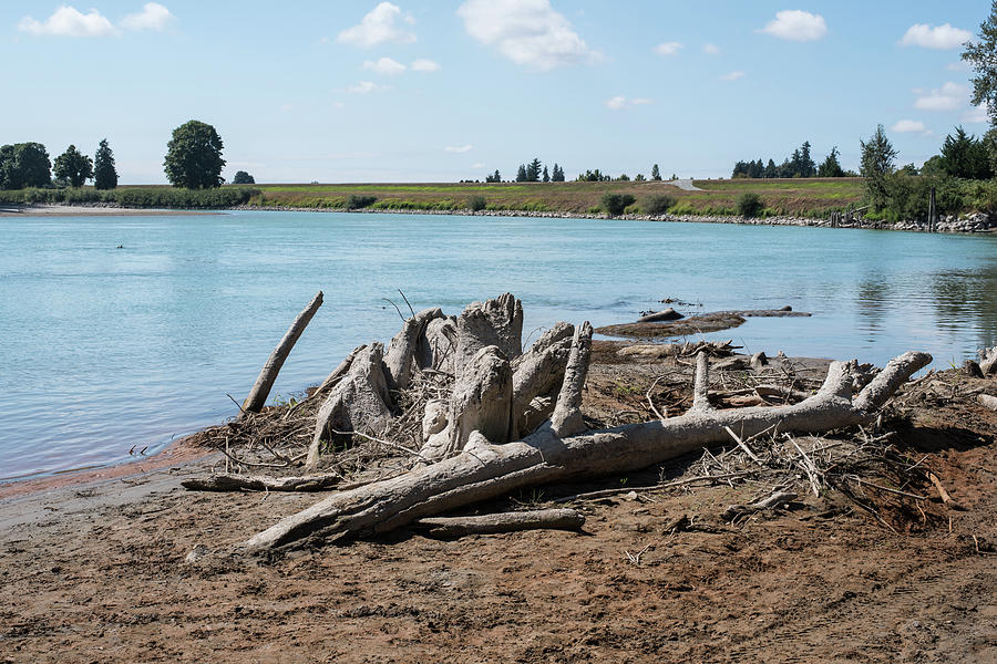Driftwood on the Skagit Photograph by Tom Cochran