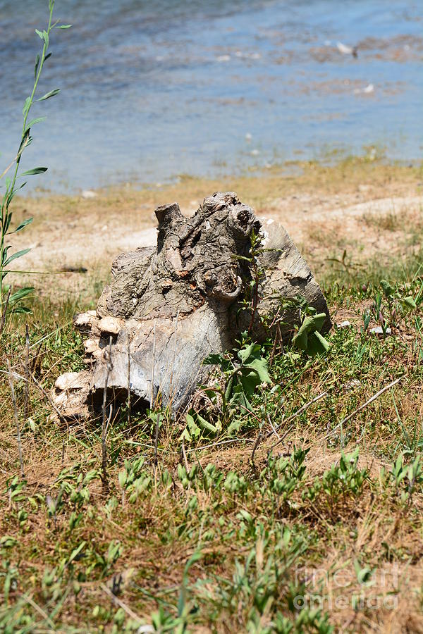 Driftwood on the Waters Edge Photograph by Maria Urso