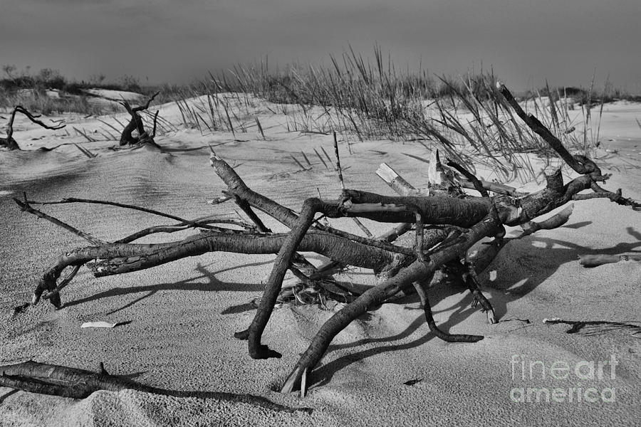 Black And White Photograph - Driftwood by Paul Ward
