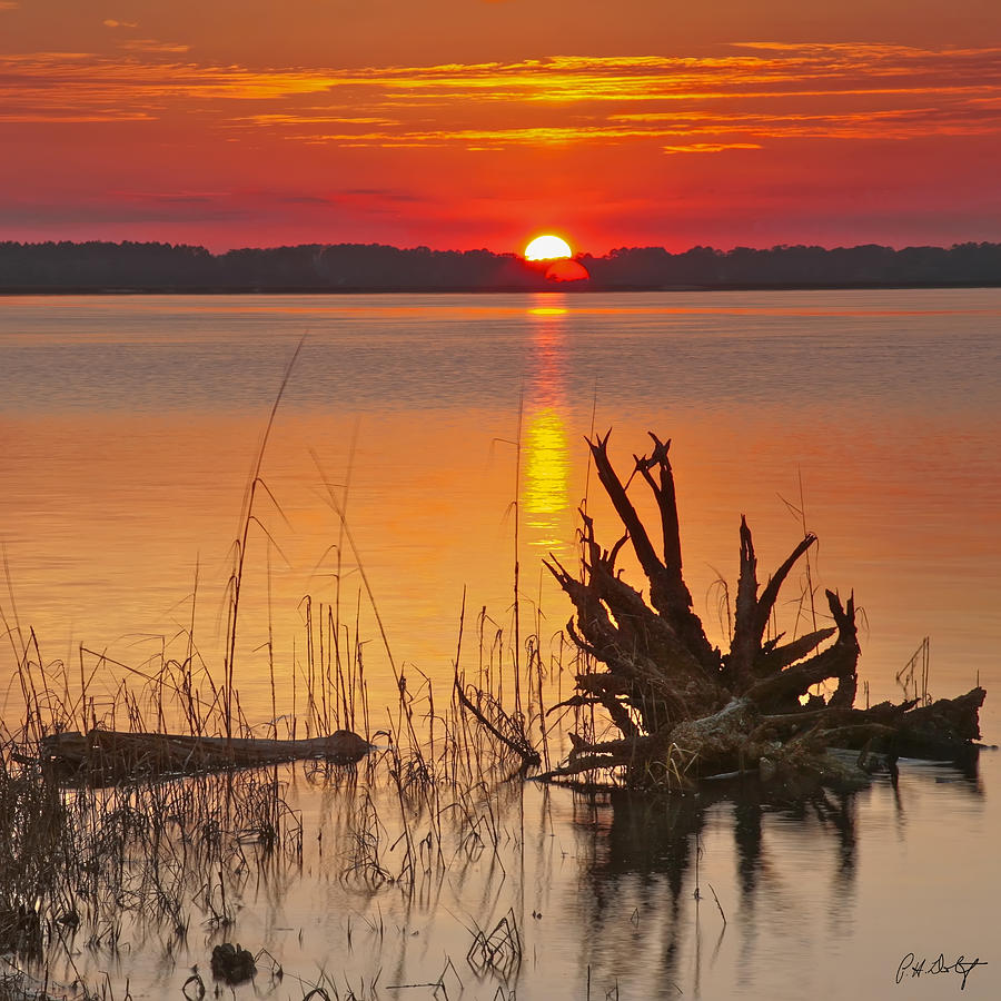 Lowcountry Driftwood Photograph by Phill Doherty