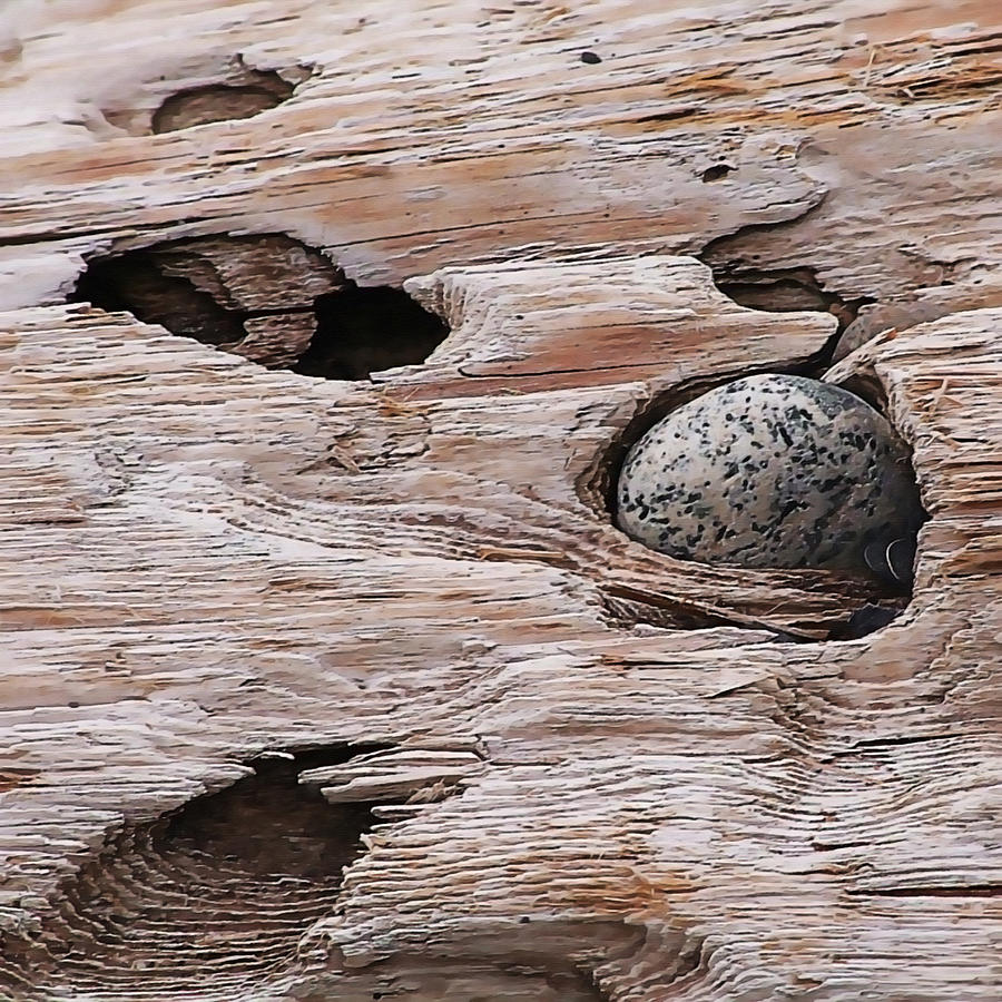 Driftwood Pocket Photograph by Art Block Collections