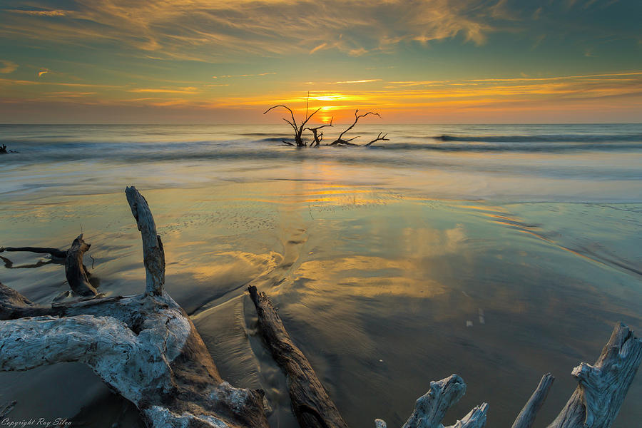 Driftwood Photograph by Ray Silva