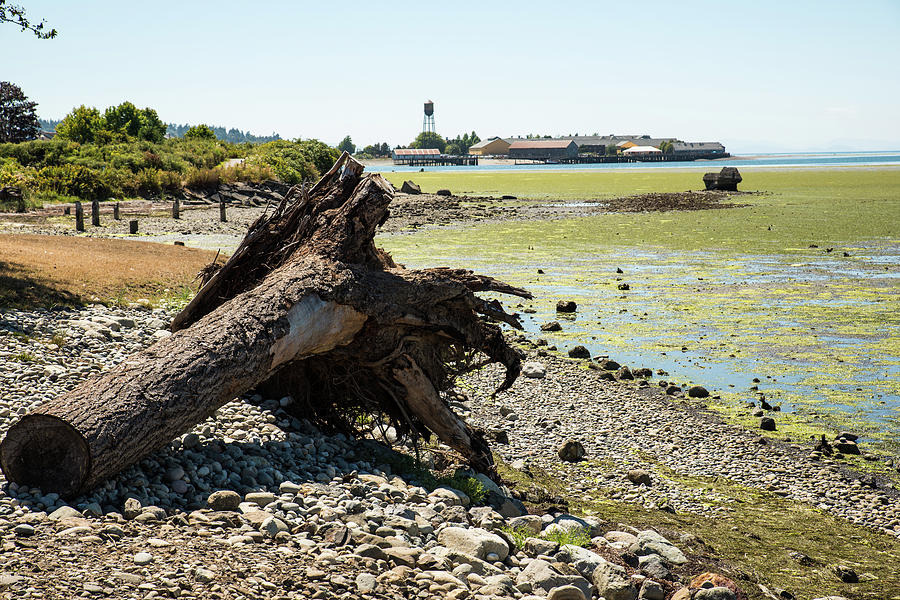 Driftwood Roots Photograph by Tom Cochran
