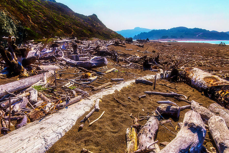 Driftwood Shoreline Photograph by Garry Gay