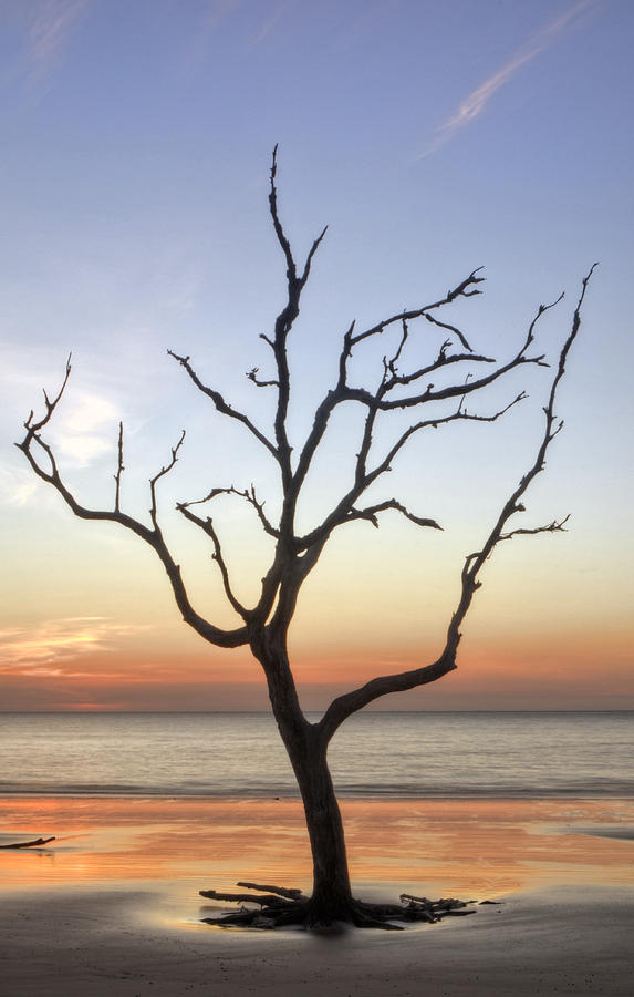 Driftwood Silhouette Photograph by Greg and Chrystal Mimbs