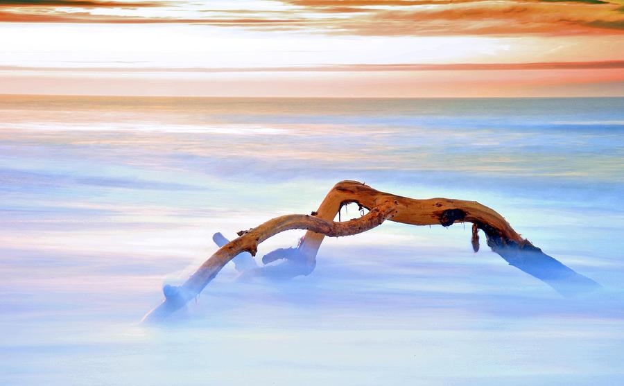 Driftwood Photograph by Spencer Brown