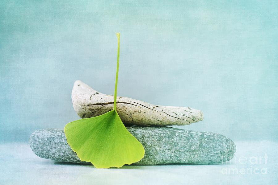 Driftwood Stones And A Gingko Leaf Photograph by Priska Wettstein