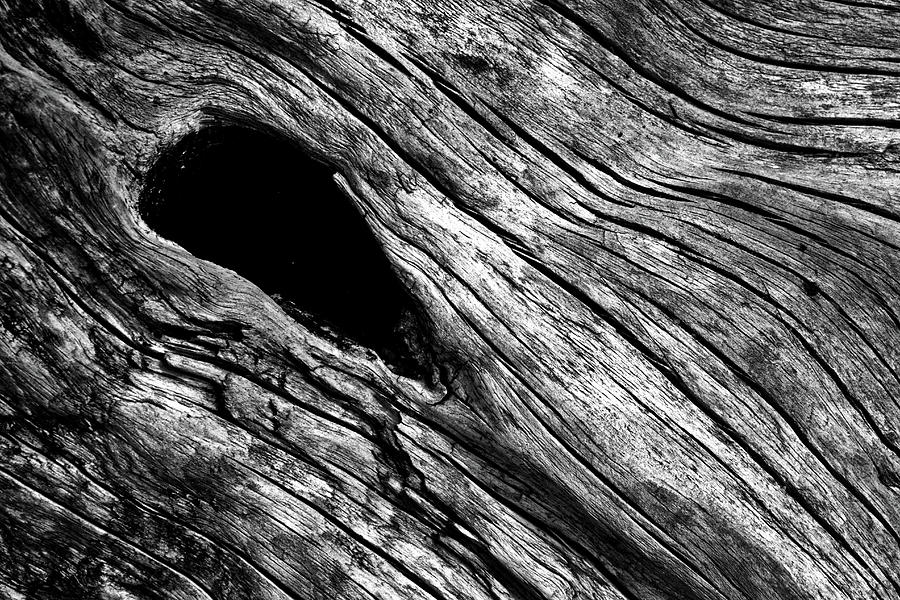 Driftwood Photograph by Stuart Litoff