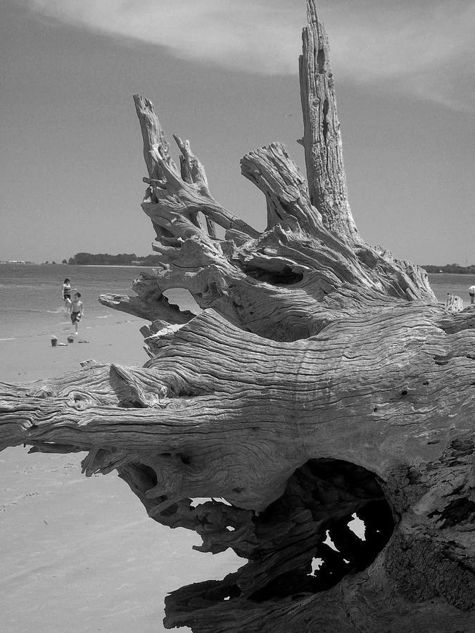 Driftwood Study 2 Photograph by Deborah Ferree