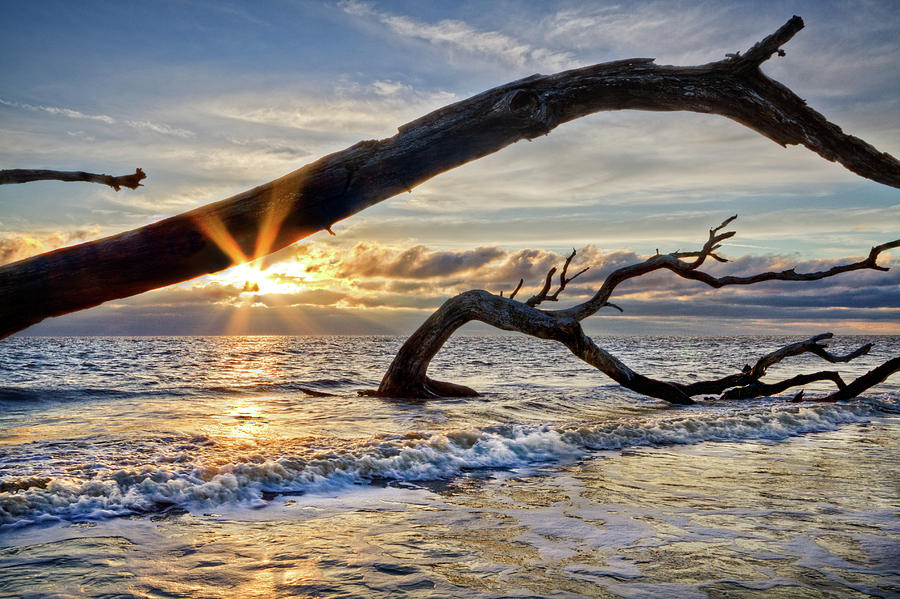 Beach Photograph - Driftwood Sunrise by Debra and Dave Vanderlaan