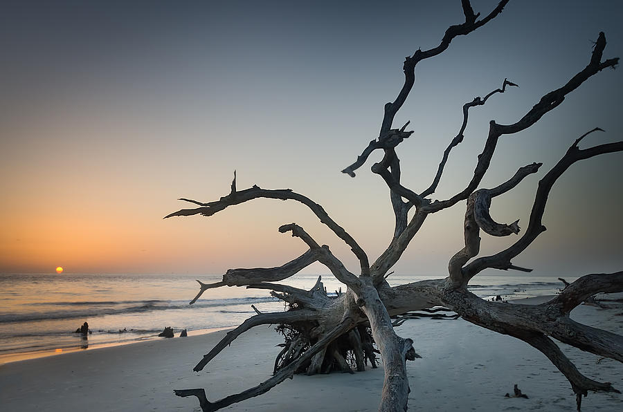 Driftwood Sunrise Photograph by John Kirkland