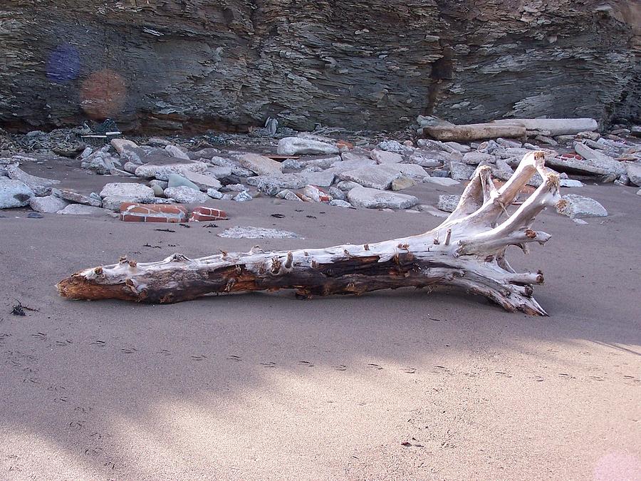Driftwood Photograph by Susan Turner Soulis
