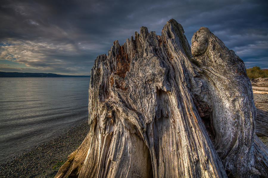 Driftwood Photograph by Tommy Farnsworth