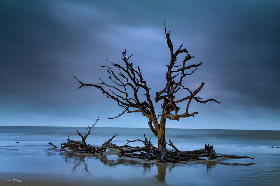 Driftwood Tree Photograph by Fran Gallogly