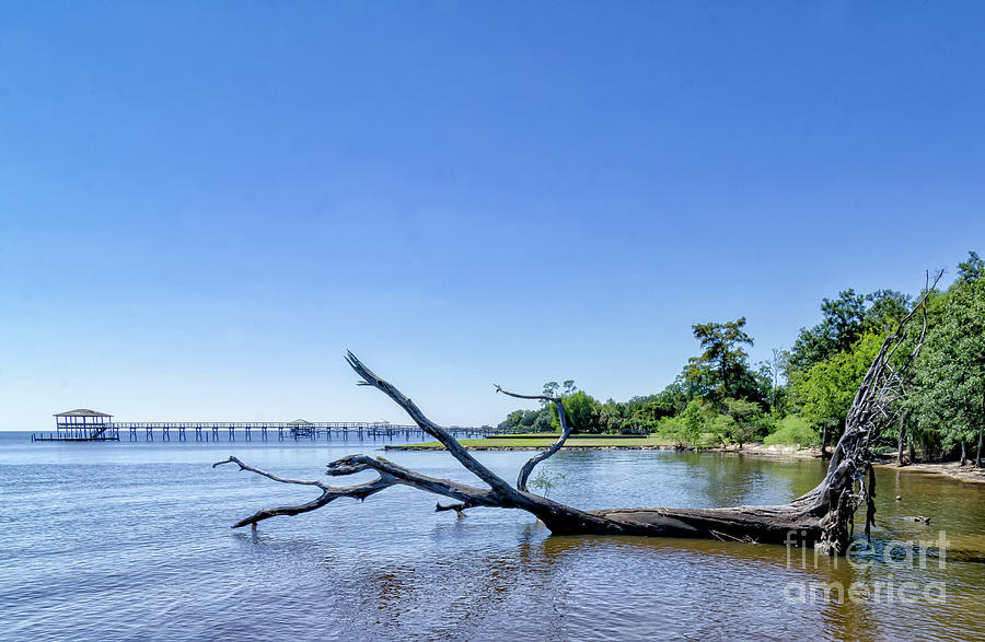 Driftwood Tree In Lake Photograph