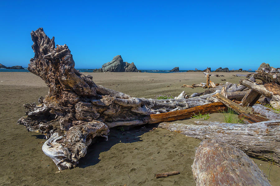 Driftwood Tree Trunk Photograph by Garry Gay