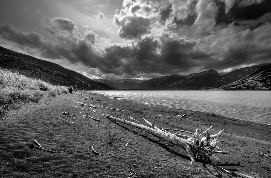 Jasper National Park Photograph - Driftwood by Wayne Sherriff