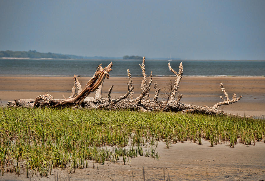 Driftwood with Baracles Photograph by John Black