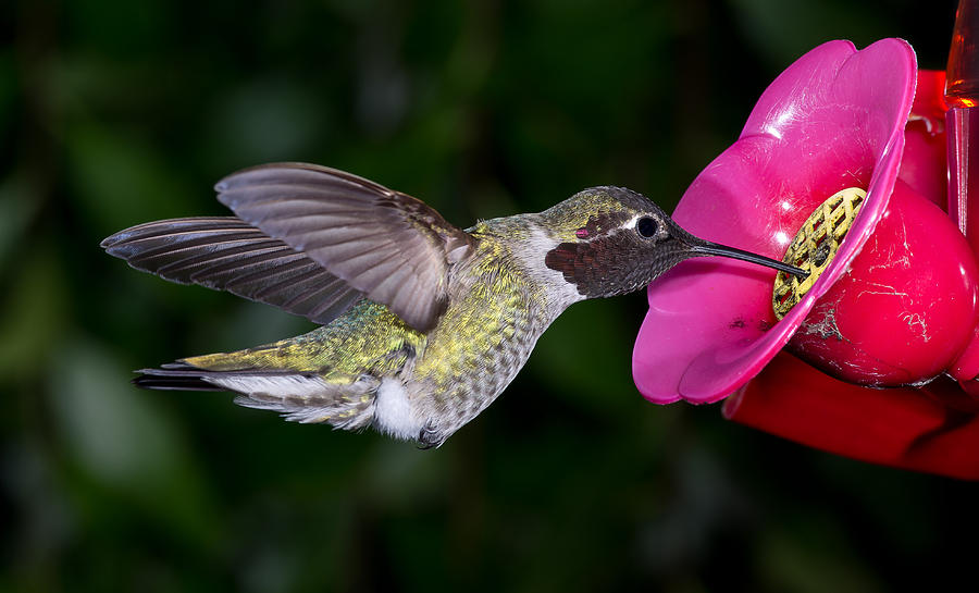 Hummingbird Photograph - Drink Deep by Greg Nyquist
