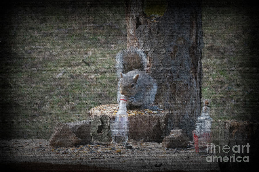 Grey Squirrel Photograph - Drinking alone by Dan Friend