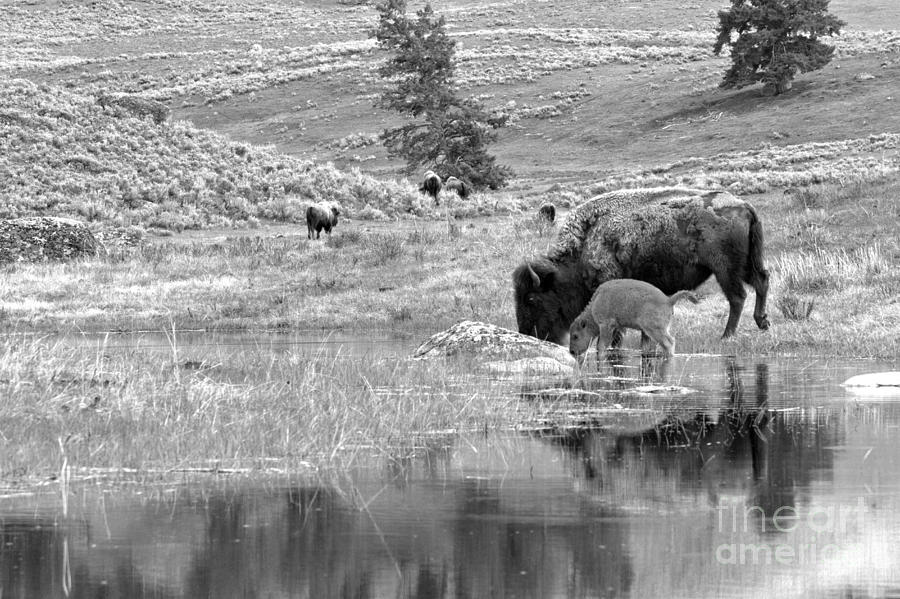 Drinking Apart From The Herd Black And White Photograph by Adam Jewell