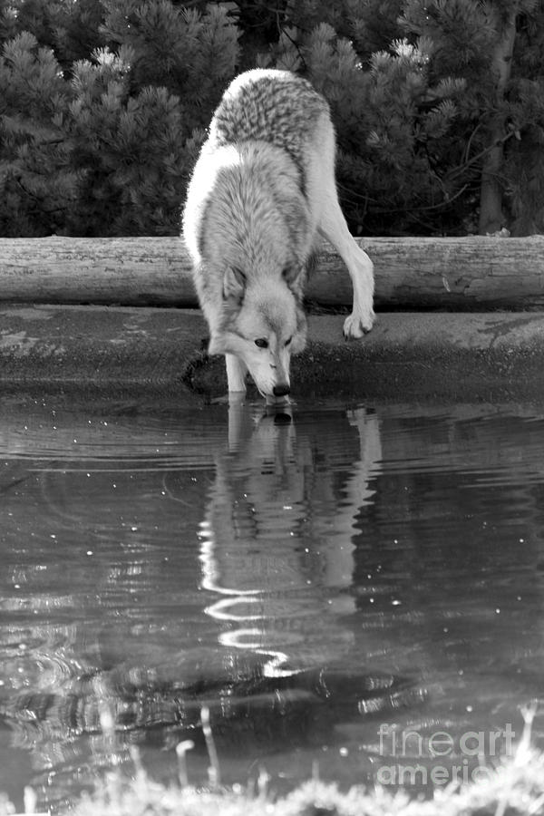 Drinking At The Edge - Black And White Photograph by Adam Jewell