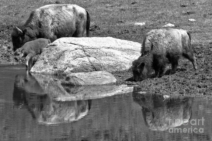 Drinking By The Rock Black And White Photograph by Adam Jewell
