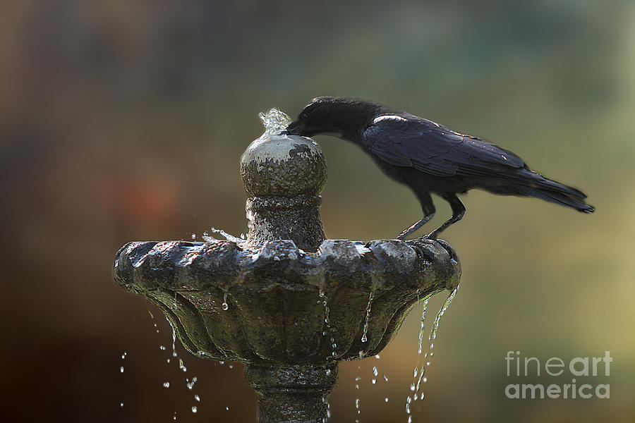 Crow Photograph - Drinking Crow by Clare VanderVeen
