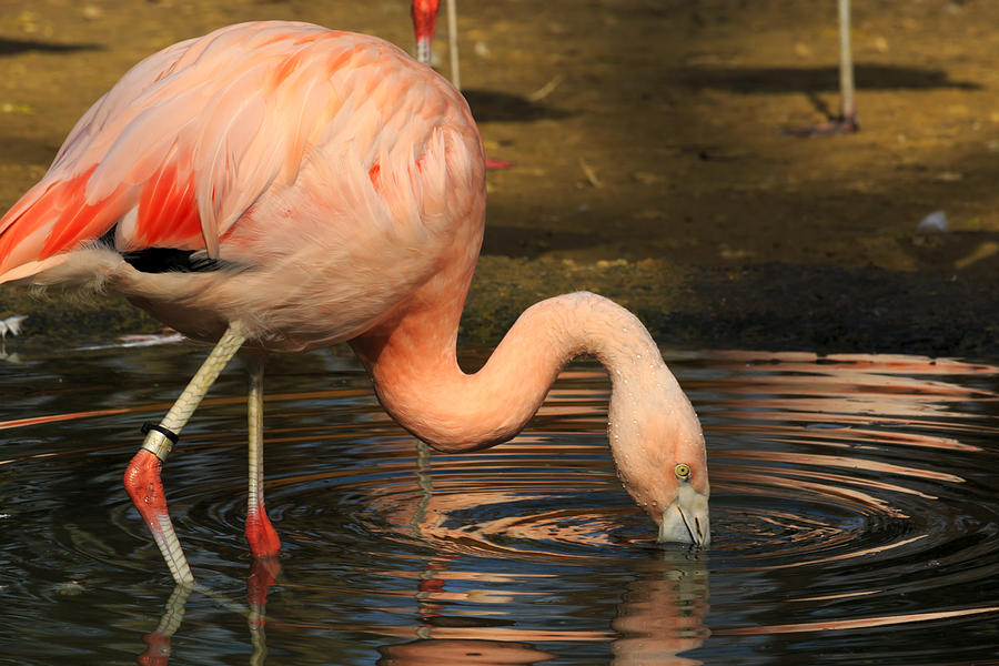 Drinking Flamingo Photograph by Travis Rogers