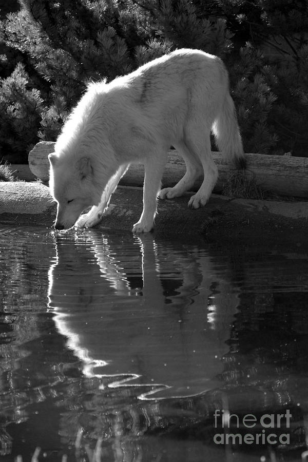 Drinking From The Pond- Black And White Photograph by Adam Jewell
