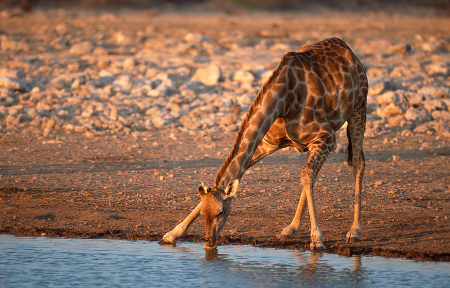 Drinking giraffe Photograph by Johan Elzenga