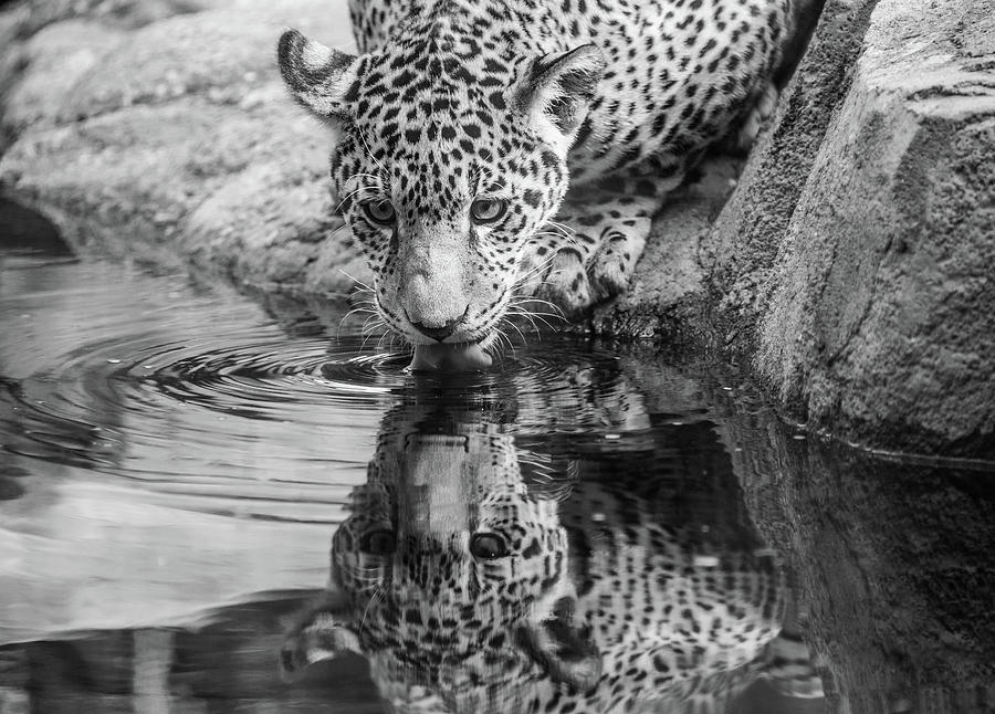 Drinking Hole Photograph by Kristopher Schoenleber