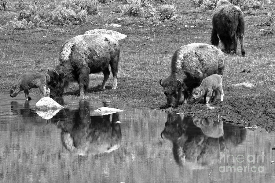 Drinking In Tandem Black And White Photograph by Adam Jewell