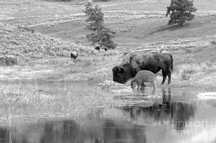 Drinking In The Northern Range Black And White Photograph by Adam Jewell