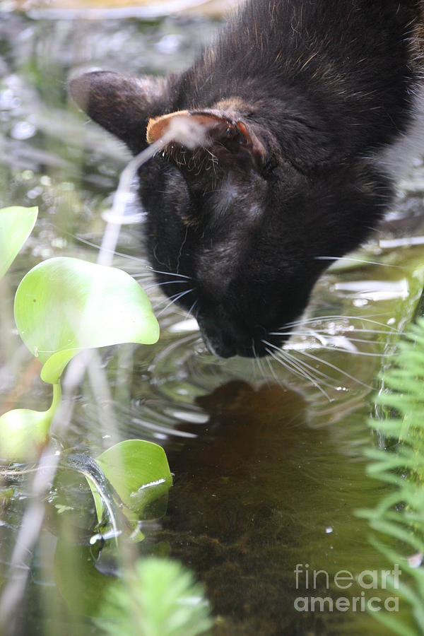 Drinking Kitty Photograph by Wendy Coulson