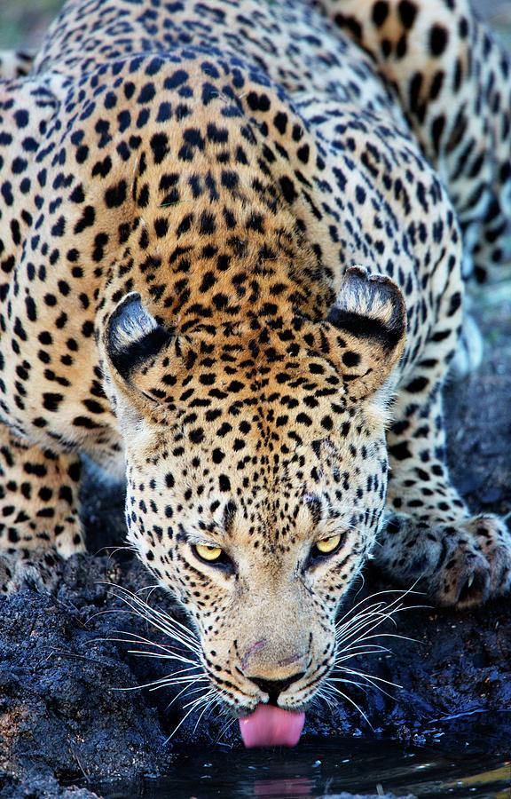 Leopard Photograph - Drinking Leopard by Matt Cohen Leopard Photograph - Drinking Leopard by Matt Cohen