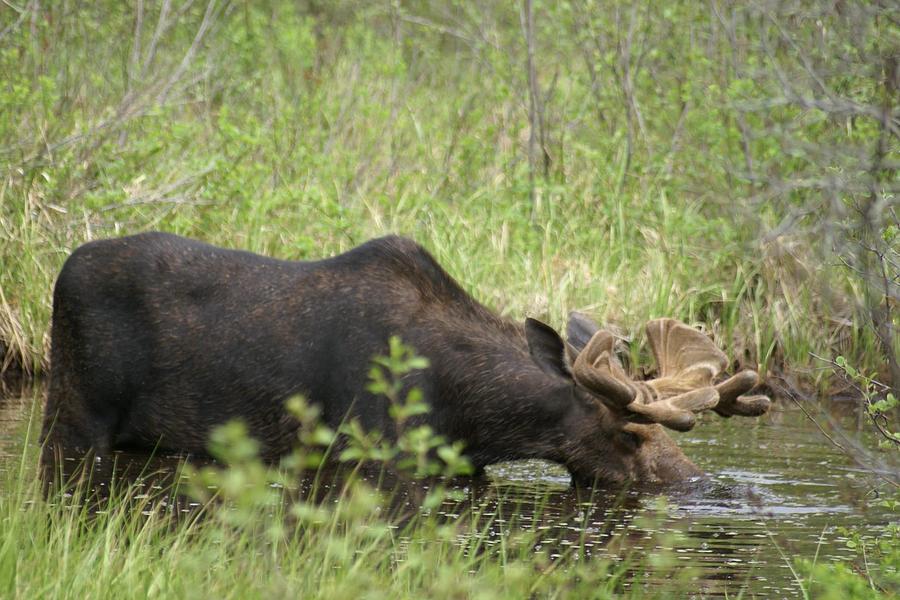 Drinking Moose Photograph by Diane Litster - Fine Art America