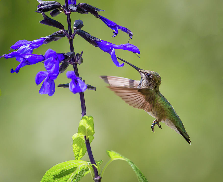 Hummingbird Photograph - Drinking on the Fly - Ruby-throated Hummingbird by Christy Cox