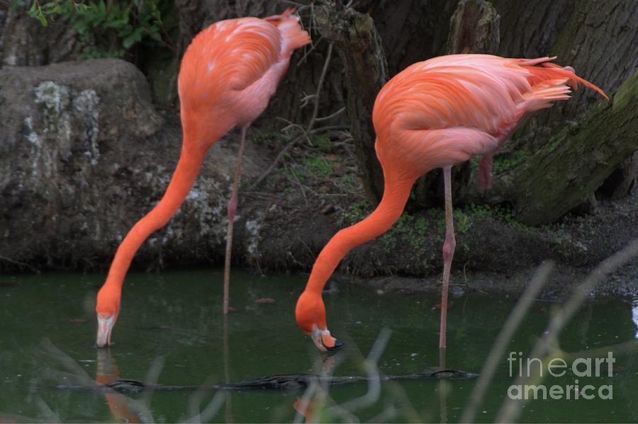 Drinking Pink Flamingos Photograph by Doc Braham
