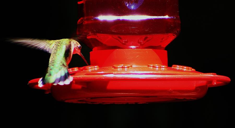 Hummingbird Photograph - Drinking The Juice  by Barbara S Nickerson