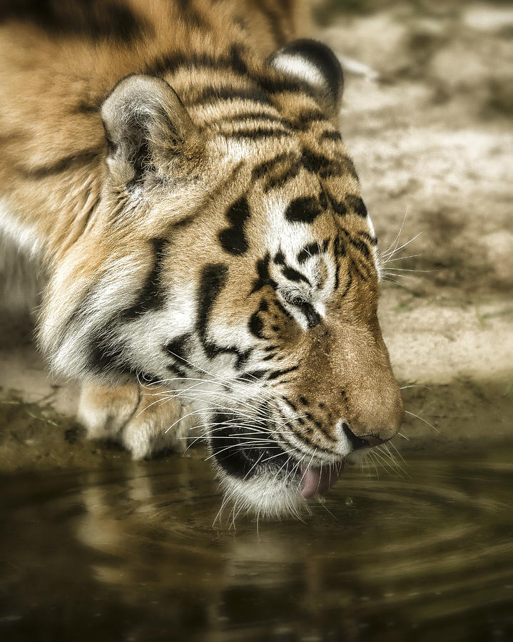 Drinking Tiger Photograph by Chris Boulton