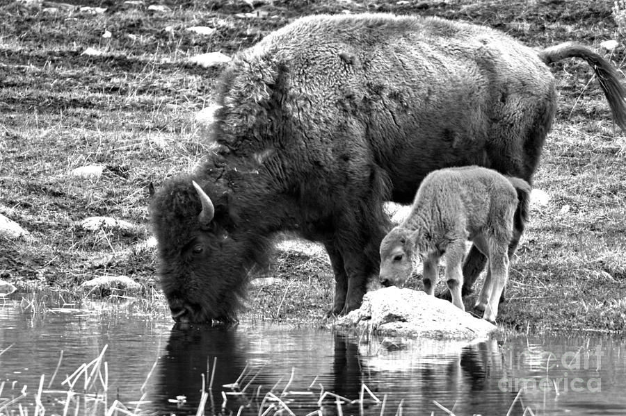 Drinking Together Black And White Photograph by Adam Jewell
