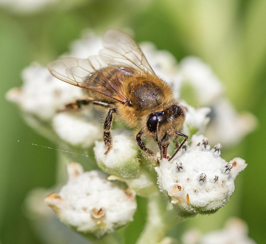 Drinking Up The Nectar, Apis mellifera Photograph by Christy Cox