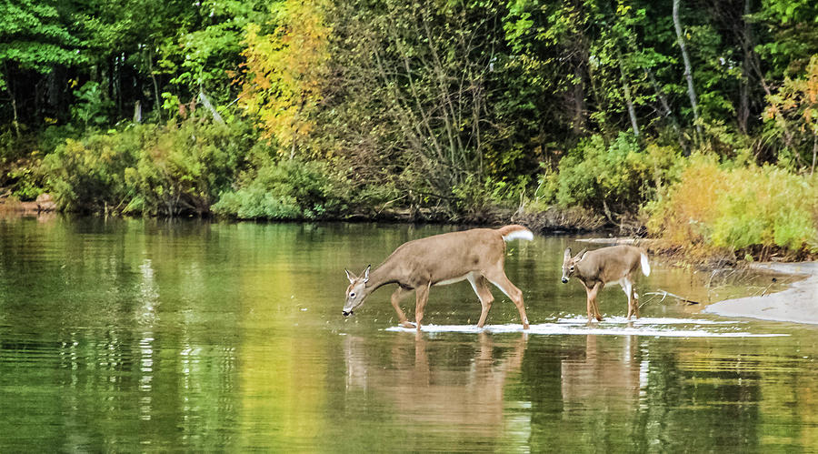 Drinking water deer Photograph by Margo Cat Photos - Pixels