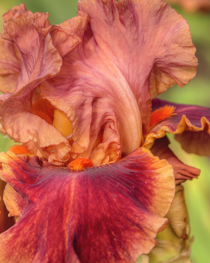 Iris Photograph - Drinks at Sunset 0003 by Kristina Rinell