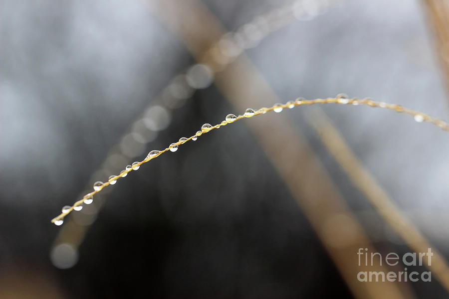 Drip Drop Abstract Photograph by Karen Adams