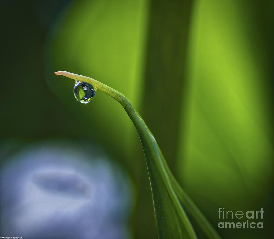 Drip Drop Photograph by Mitch Shindelbower