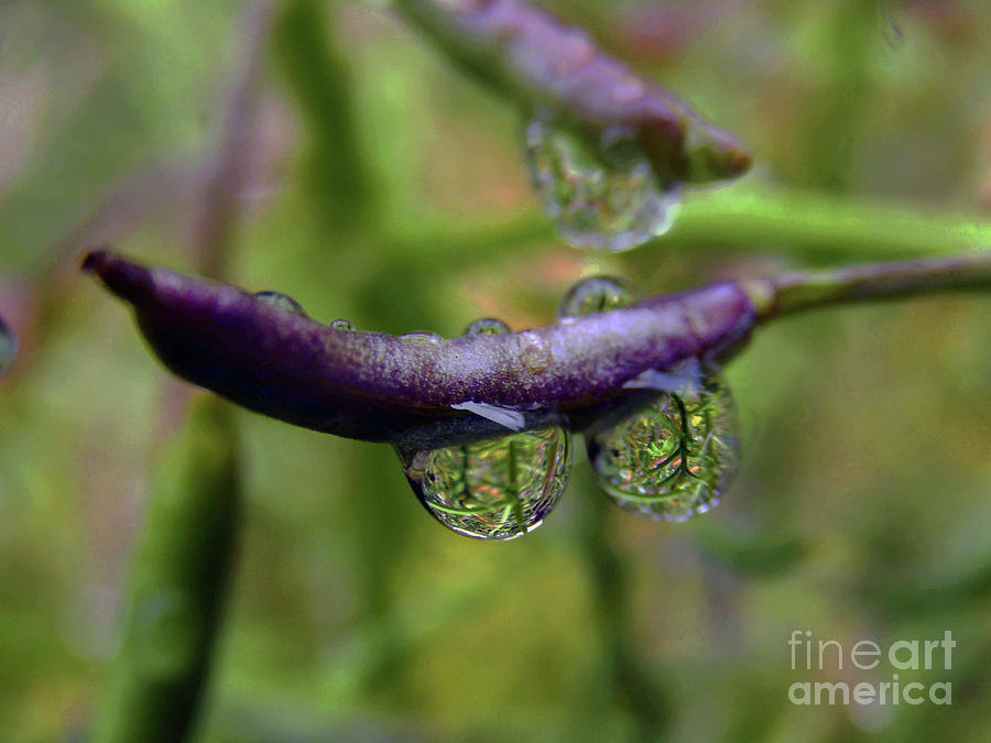 Drip Drops 3 Photograph by Kim Tran